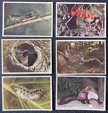 Image chocolat Côte d'Or Faunaflor II Années 1960 1970