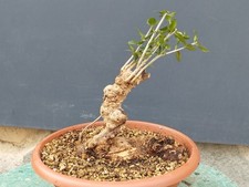 Bonsaï olivier 28 x 20 cm en