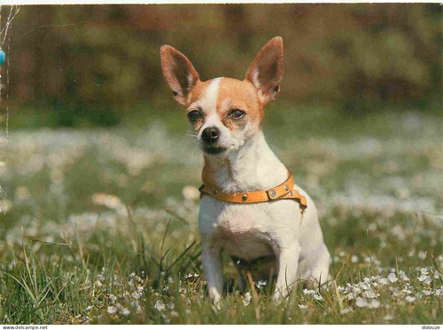 Carte postale animaux - carte,