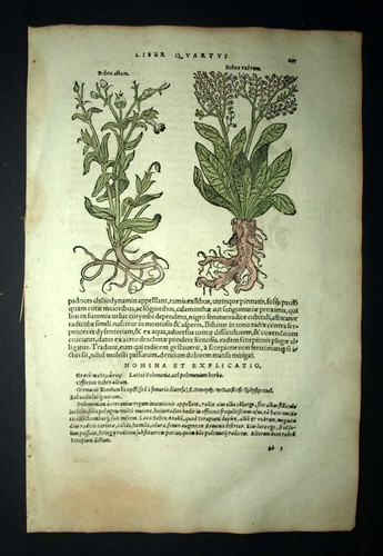 Gravure estampe silène - estampe,