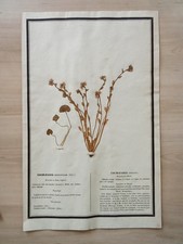 Ancien Herbier Botanique