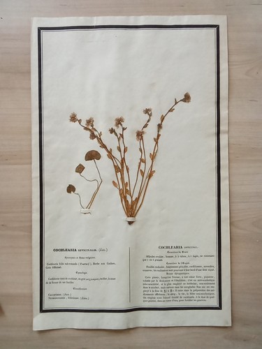 Ancien herbier botanique - ancien,