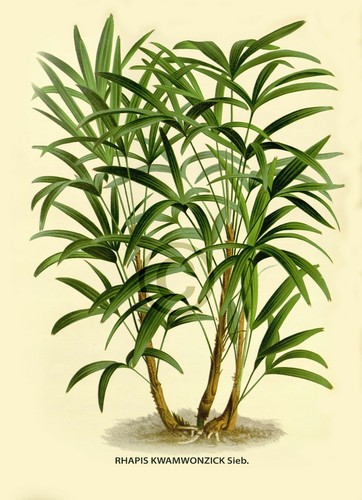 Rhapis kwamwonzick sieb - rhapis,