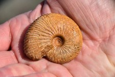 ammonite Mayaites lamellosus oxfordien de Atsimo Andrefana Madagascar