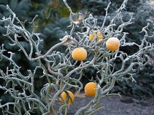 PONCIRUS TRIFOLIATA FLYING DRAGON  lot de 2 pieds