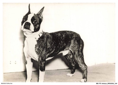 Bbip5 0478 animaux - bbip5-0478-animaux,