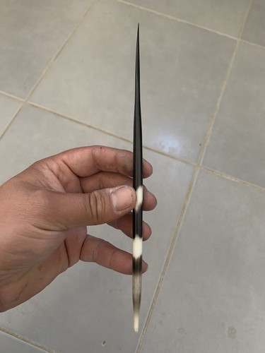 Epine porc épic 20 cm - porc,