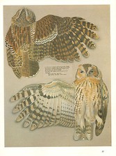 Vintage Oiseau Imprimé ~