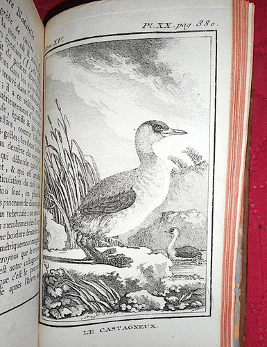 Ornithologie buffon histoire - ornithologie,