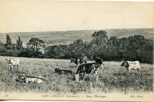 Carte postale calvados - carte,