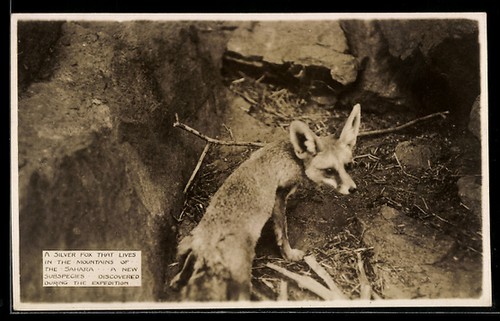 Renard argenté pris par