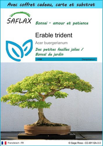 Saflax set cadeau erable - -,
