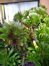 lot =15 tétes aéoniums  rougissants soleil +crassulas grande feuille=pré bonzai