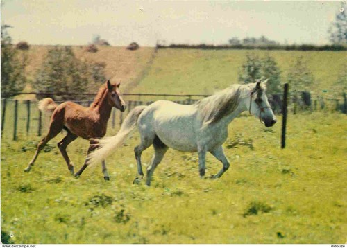 Carte postale animaux - postale,
