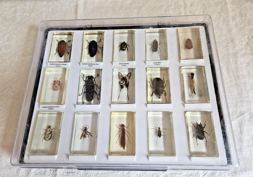 Cabinet curiosite coffret - cabinet, de