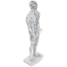  Modèle d'acupuncture humaine