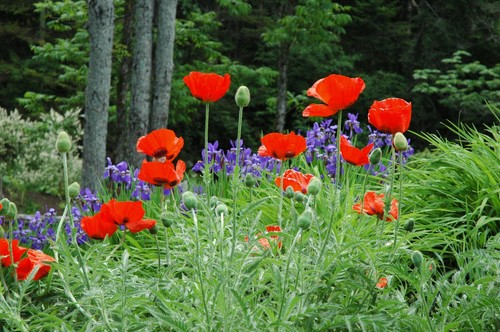 1000 graines pavot orient - graines, d'orient