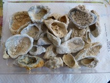 Lot de  fossiles d'huitres des