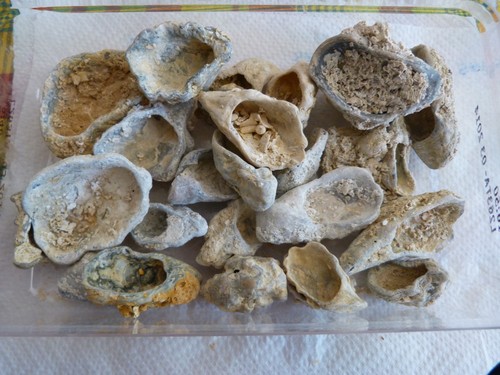 Lot fossiles huitres - lot,