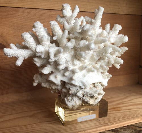 Corail acropora monté sur - corail,