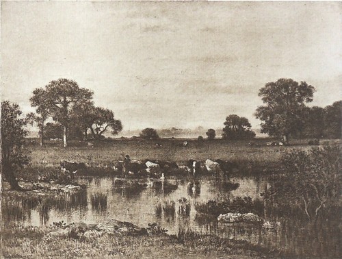 Vaches buvant dans une - buvant,