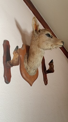 Tête biche chevreuil - tête, de