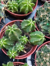 Echinocereus Viereckii