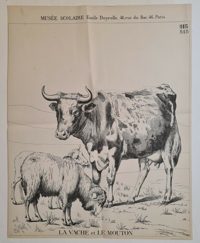 Vache mouton vers - vache, et