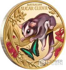 BABY SUGAR GLIDER Cute and