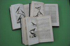 Ornithologie  Buffon Histoire naturelle des oiseaux 1836 188 planches hors texte