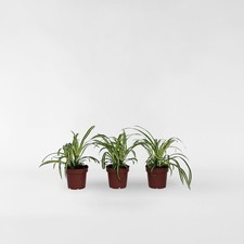 Plante araignée - Set de 3 - Chlorophytum comosum 'Atlantic' - H25-40cm - ⌀12cm