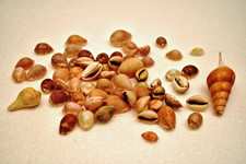 Vintage Assortiment Coquillage