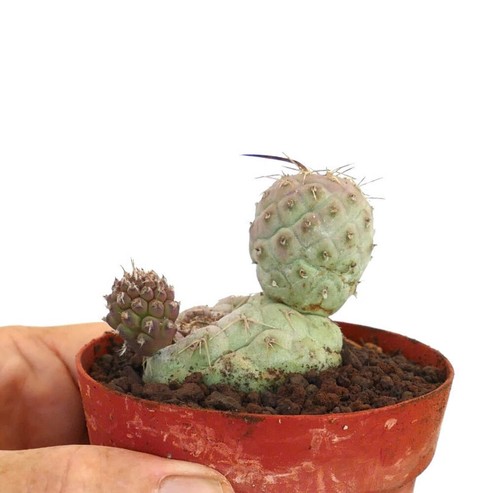 Tephrocactus geometricus
