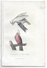 CACATOES NASIQUE - CACATOES