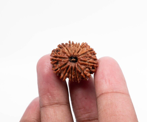 Perle visages 12mukhi - 12,