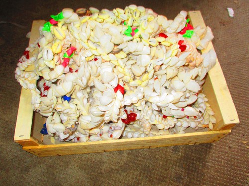 Gros lot coquillages - lot, en
