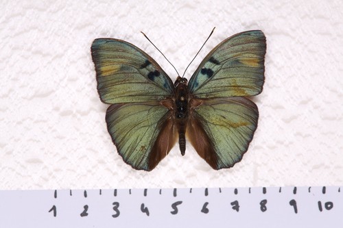 Euphaedra medon male - euphaedra, medon,
