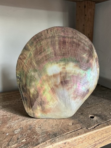 Coquillage nacré ormeau - coquillage,