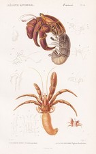 Crabes Coenobita Perlatus