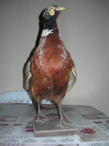 Faisan naturalisé taxidermie - naturalisé,