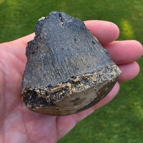 Black mosasaur partial - black,