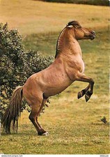 Animaux - Chevaux - Cheval Fjord - CPM - Voir Scans Recto-Verso