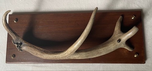 Porte manteaux bois de - porte, cerf