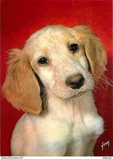 Animaux - Chiens - Race à