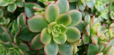 Aeonium haworthii kiwi - aeonium, "haworthii