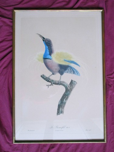 Gravure ornithologie planche - gravure,