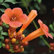 Trompette de Virginie Ursynów