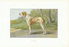 Document ancien  Chien de Billy   monographie de chien de chasse 1965 