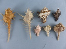 Lot 7 coquillage divers MUREX