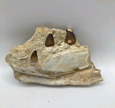 Authentique fossile de